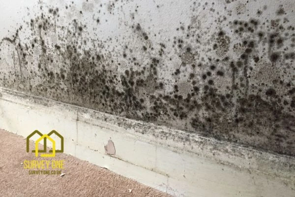 What’s the First Step to Take When You Notice Damp on a Party Wall Poole?